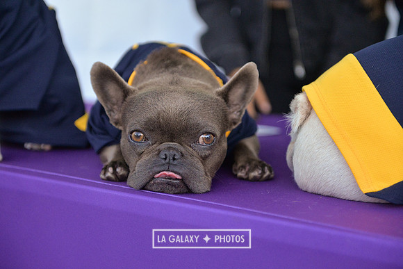 00212019_LAGalaxy_vs_Montreal_SC_0254-2
