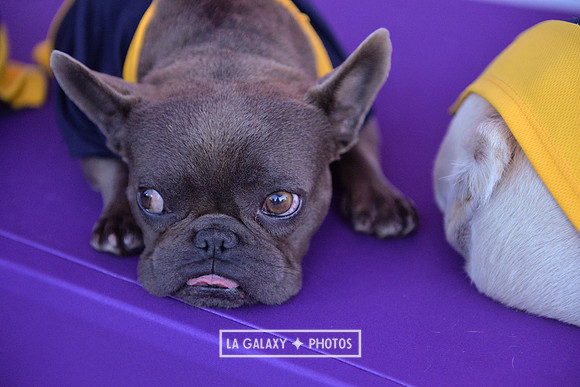 00212019_LAGalaxy_vs_Montreal_SC_0271-2