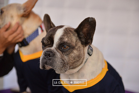 00212019_LAGalaxy_vs_Montreal_SC_0268-2