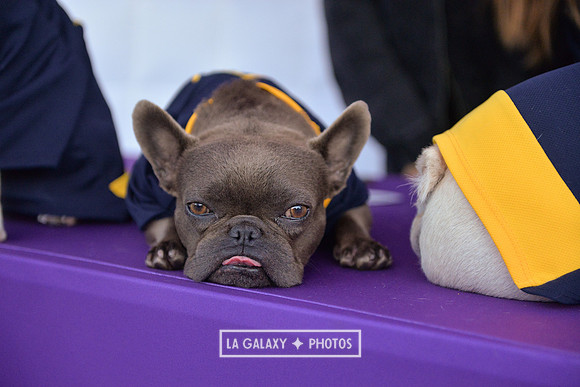 00212019_LAGalaxy_vs_Montreal_SC_0256-2