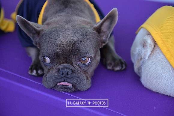 00212019_LAGalaxy_vs_Montreal_SC_0272-2
