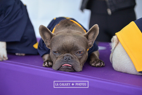 00212019_LAGalaxy_vs_Montreal_SC_0253-2