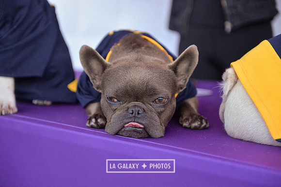 00212019_LAGalaxy_vs_Montreal_SC_0252-2