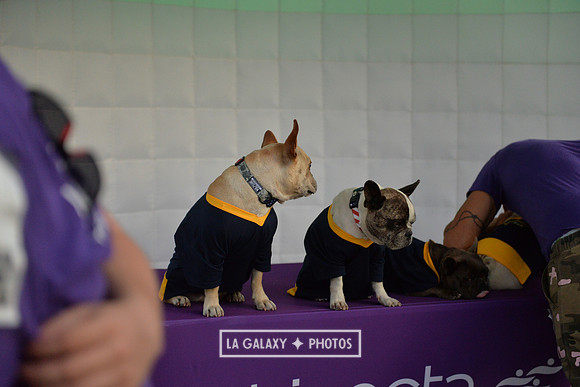 00212019_LAGalaxy_vs_Montreal_SC_0243-2