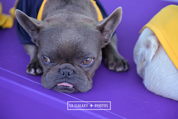 00212019_LAGalaxy_vs_Montreal_SC_0270-2