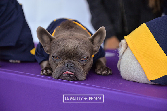00212019_LAGalaxy_vs_Montreal_SC_0255-2