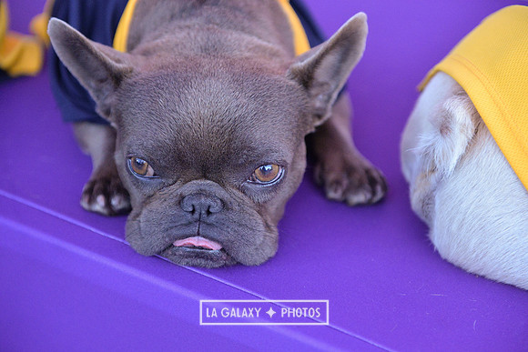 00212019_LAGalaxy_vs_Montreal_SC_0269-2